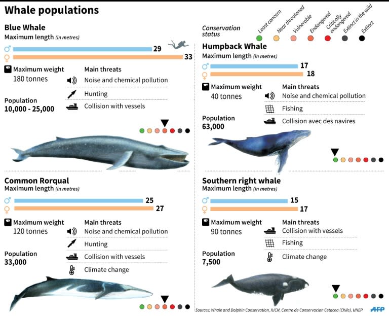 Factfile on different species of whales ahead of this week's meeting of the International Whaling Commission (IWC)