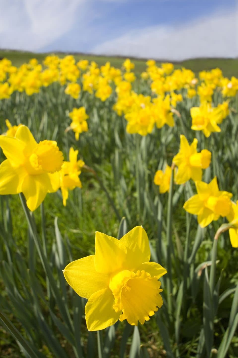 flower meanings, yellow daffodils outside