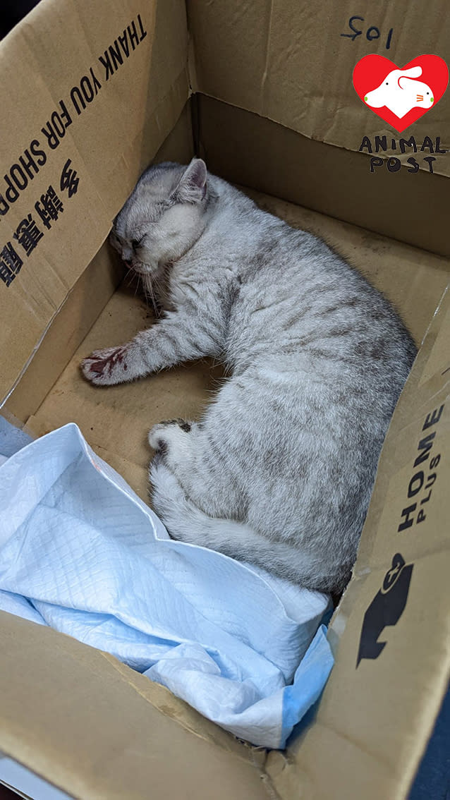小貓日前被人發現於青衣長發邨敬發樓墮樓受傷。