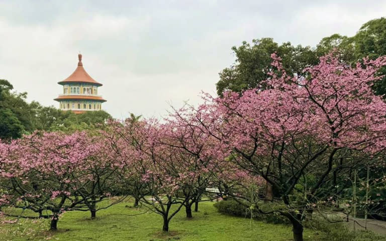 淡水天元宮櫻花如今已有8成盛開，絕美景色宛如仙境。（圖／新北市景觀處提供）