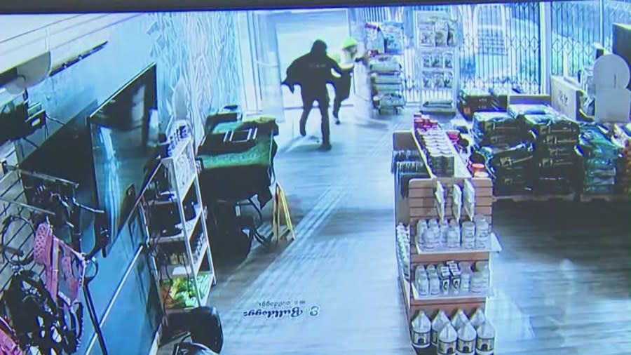 Security video captured a $100,000 dog heist after thieves ransacked a pet shop in Gardena on Nov. 21, 2023. (Top Dog Pet Store)