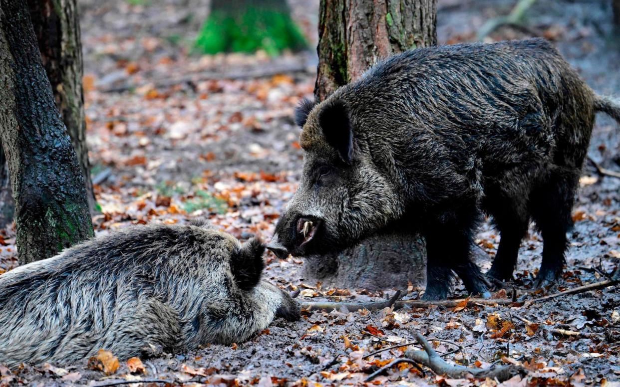 There are estimated to be around a million wild boar in Italy and their numbers are growing - AFP
