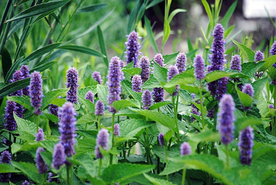 Anise hyssop is a good vertical complement to daylilies. Available in both native and nonnative varieties, hybrid Agastache ‘Blue Fortune’ is pictured.