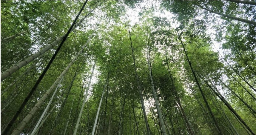 雲林縣政府成立石壁竹創森園區，接軌永續觀光與深度旅遊體驗。（圖／高靜玉攝，以下同）