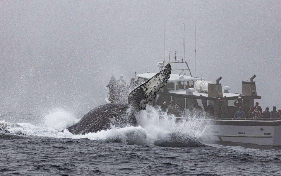 Two whales had been feeding on anchovies before making the display - Jodi Frediani/ CATERS NEWS