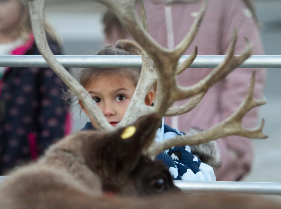 6-year-old Ava Fry of Howell studies the antlers on Poinsettia, one of two reindeer from Shining Star Ranch shown at Howell's Fantasy of Lights celebration Friday, Nov. 25, 2022.