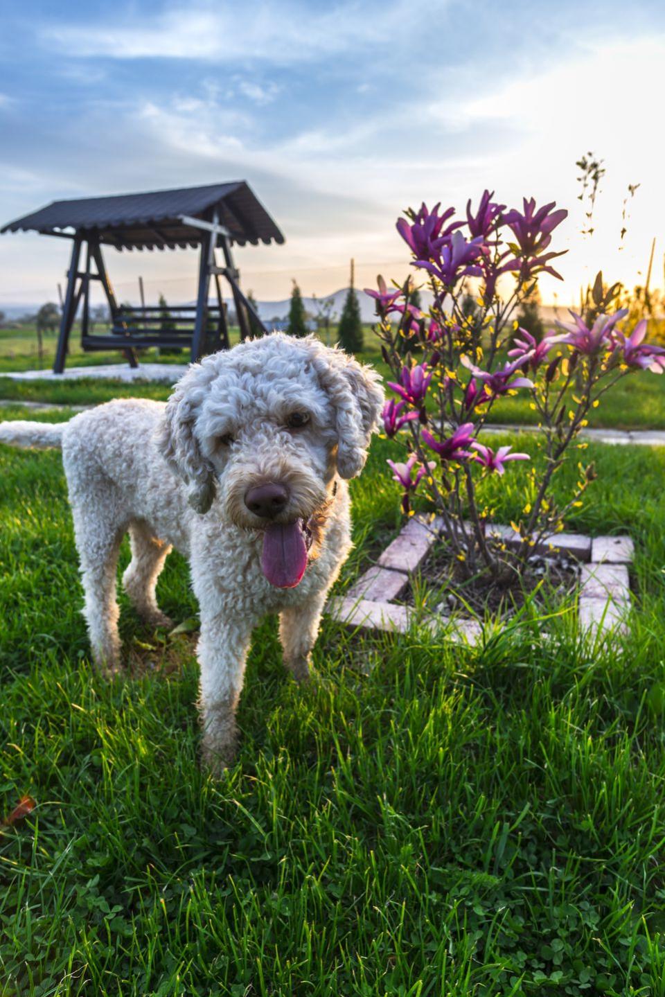 <p>These teddy bear pups are more than just their <a rel="nofollow noopener" href="https://www.goodhousekeeping.com/life/pets/a22034930/cute-dog-quiz/" target="_blank" data-ylk="slk:beautiful curls;elm:context_link;itc:0;sec:content-canvas" class="link ">beautiful curls</a>. Lagotti Romagnoli have awesome noses, too - they're the best breed for sniffing out truffles!</p>