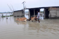 DARRANG,INDIA-JULY 21,2020:A villagers with his cattle wade through the flood water at Puthimari village in Darrang District of Assam ,India - PHOTOGRAPH BY Anuwar Ali Hazarika / Barcroft Studios / Future Publishing (Photo credit should read Anuwar Ali Hazarika/Barcroft Media via Getty Images)