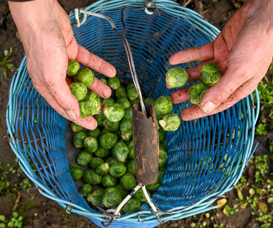 brussel sprouts being picked 