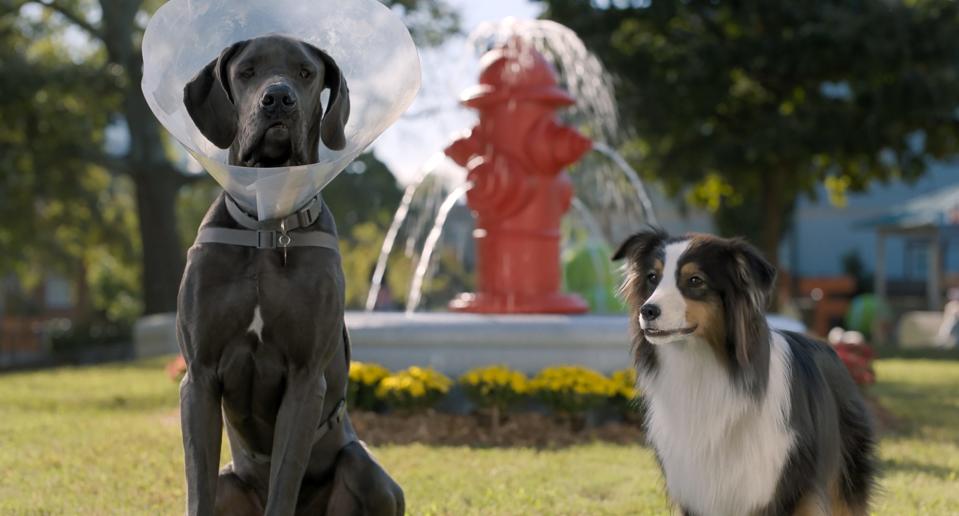 Hunter (voiced by Randall Park, left) and Maggie (Isla Fisher) are dog pals with sexual tension in "Strays."