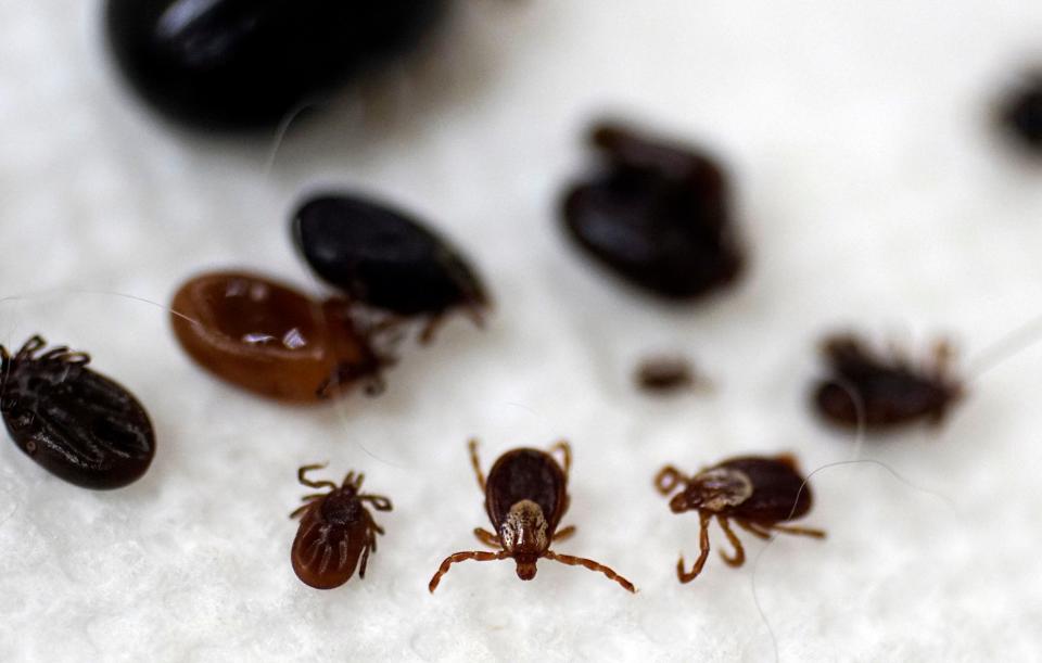 Deer ticks are smaller than the common brown dog tick and can be vectors for Lyme disease.