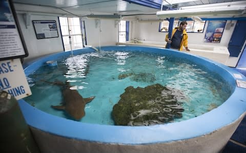 Cypress Rudloe waits to evacuate his last remaining nurse shark at the Gulf Specimen Marine Lab, across the street from Dickerson Bay, ahead of the arrival of Hurricane Irma September 10, 2017 in Panacea, Florida. Gulf Specimen is a marine teaching lab and has evacuated two sharks and a loggerhead sea turtle to Atlanta. - Credit: Getty