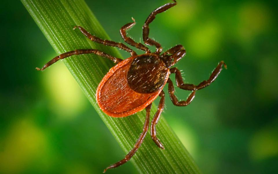 Diseases carried by ticks, such as this carrier of Lyme disease, are on the rise worldwide - ARCHIVE PHOTOS