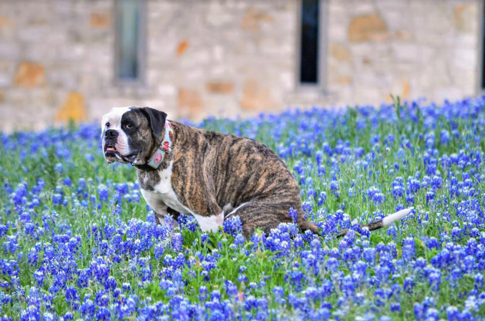 Das wäre dann zum Beispiel der Mai: Bulldogge im Kornfeld. Geschenk für Hundeliebhaber gesucht? Das sitzt!
