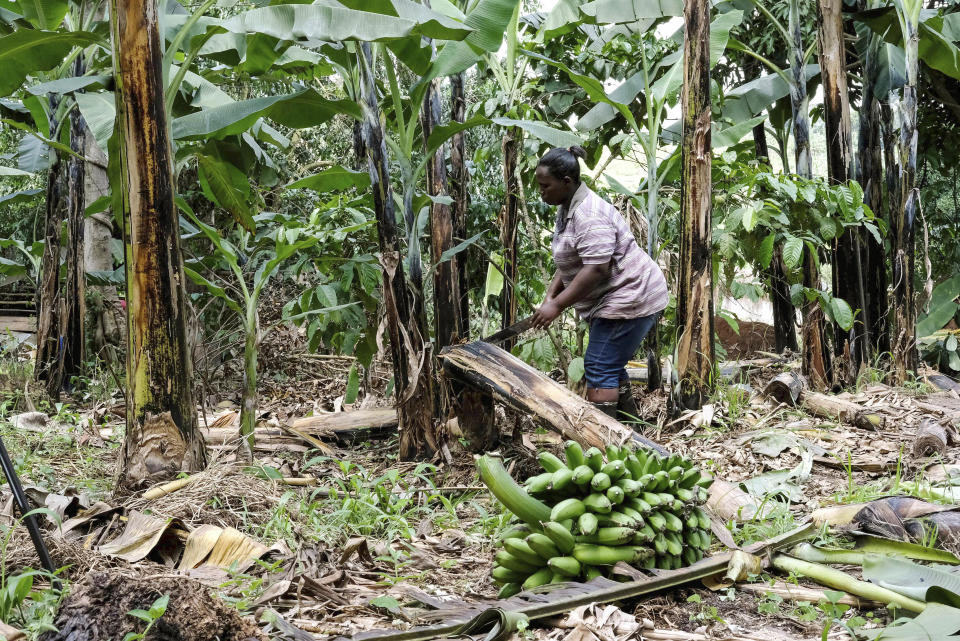 A farmer cuts down a banana plant, at her farm, in Kiwenda village, Busukuma, Wakiso District, Uganda, Wednesday, Sept. 20, 2023. The decapitated banana plant is almost useless, an inconvenience to the farmer who must then uproot it and lay its dismembered parts as mulch. A Ugandan company is buying banana stems in a business that turns fiber into attractive handicrafts. The idea is innovative as well as sustainable in this East African country that’s literally a banana republic. (AP Photo/Hajarah Nalwadda)