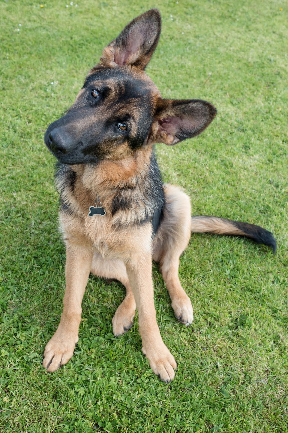 8) German Shepherd