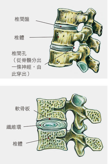 脊椎示意圖