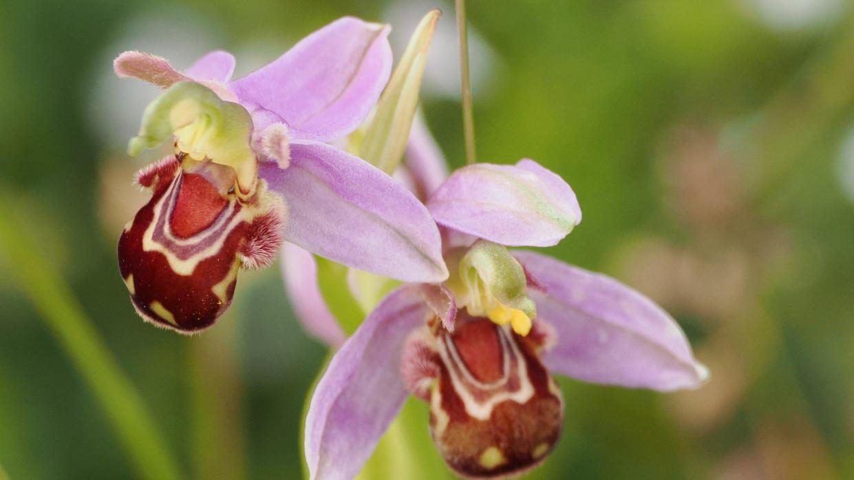 The orchid has delicate purple petals and a brown and white striped lip 