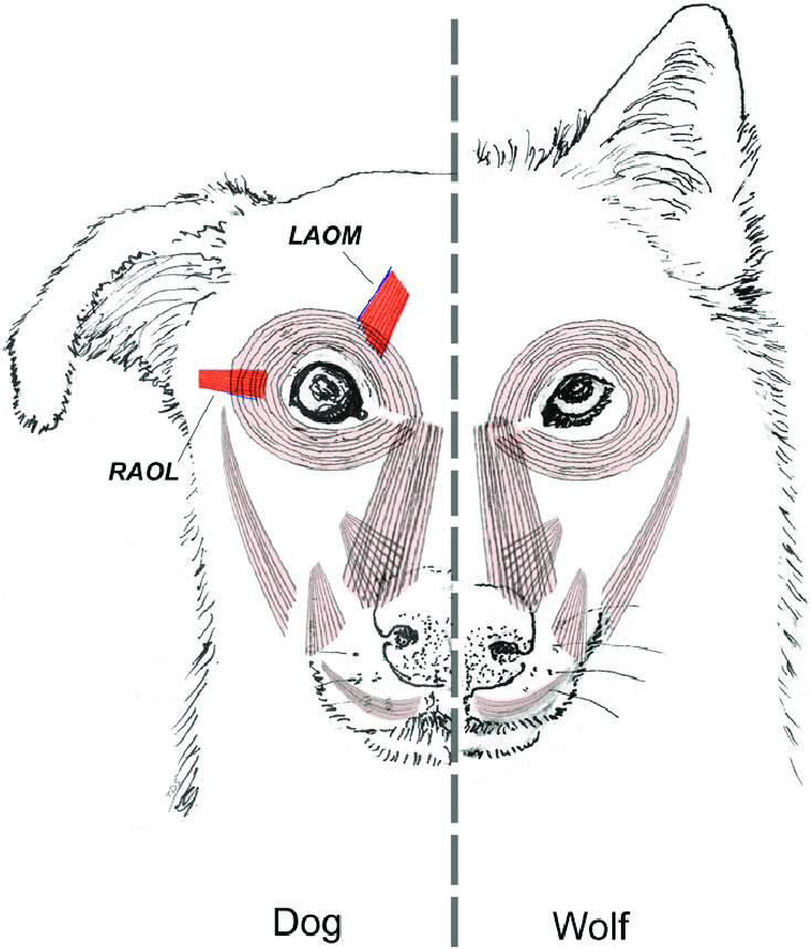 狼 (C. lupus)（左）和狗 (C. familiaris)（右）的面部肌肉結構，紅色部分顯示了解剖上的差異。（圖／Tim D. Smith）