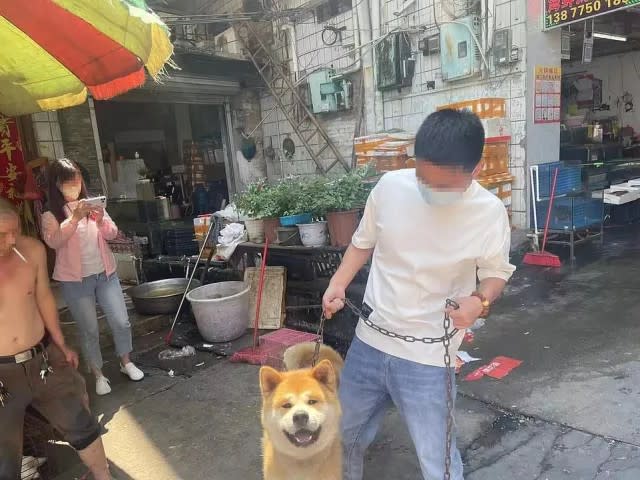 中國狗肉節照辦！秋田犬淪落狗肉攤「趴等屠宰」　最後1隻現貨成功被救援