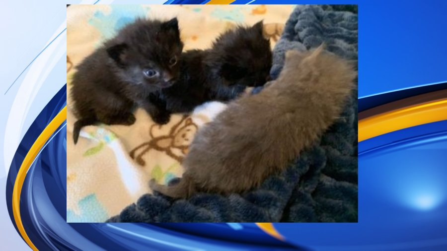 Kittens abandoned last week at Capital Area Humane Society are “looking great.” (Courtesy Photo CAHS)