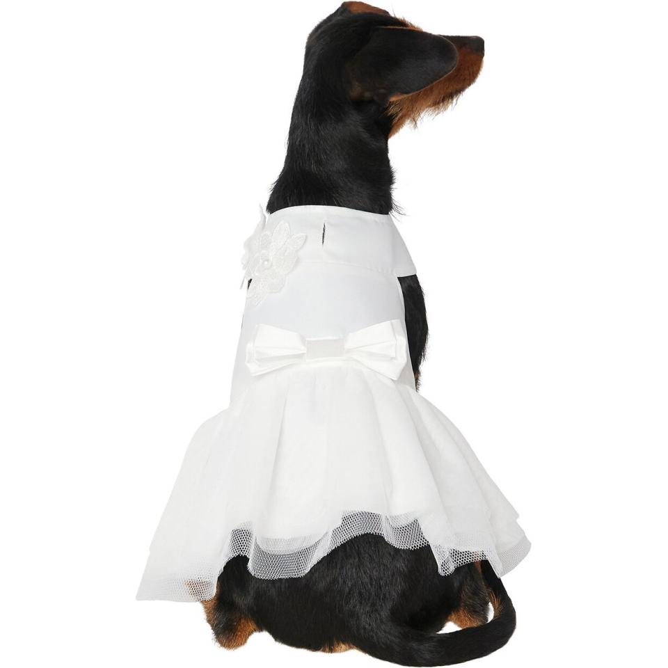 frisco dog wedding dress