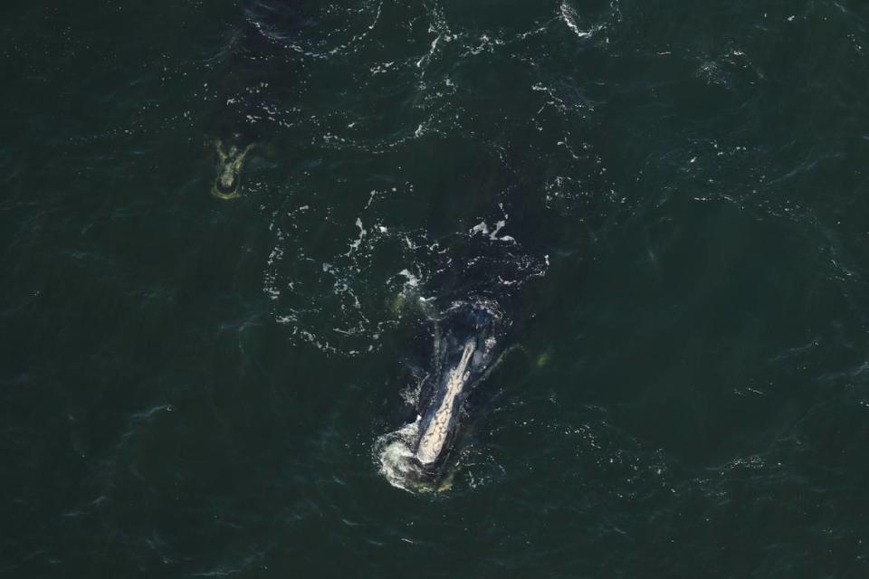 Las ballenas francas del Atlántico Norte son una de las especies de ballenas más amenazadas del mundo. Instituto de Pesca e Investigación de la Vida Silvestre