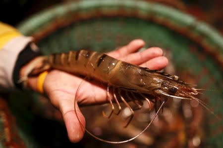 Surakit Laeaddee holds a shrimp after shrimp fishing, at his house in Leam Fa Pha, Thailand, January 26, 2016. REUTERS/Athit Perawongmetha