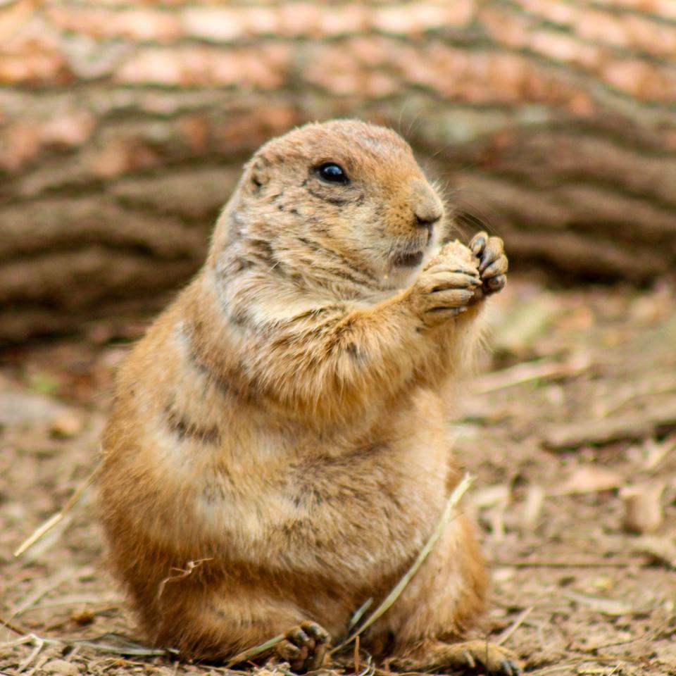 Fifth grade students from Gordon Elementary raised $1,000 to name two of the prairie dogs at Binder Park Zoo.