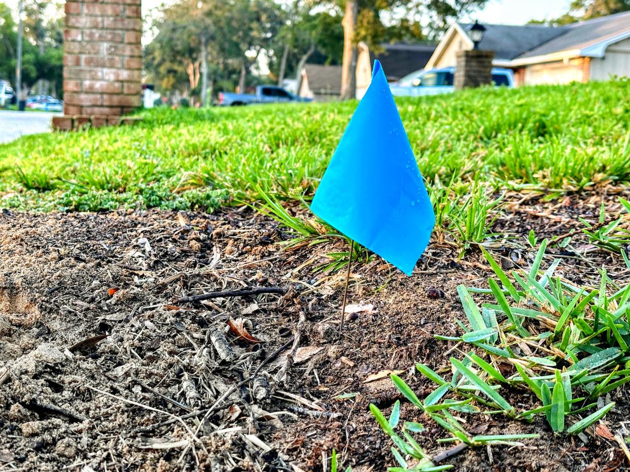 A blue flag, meaning water pipes below., sprouted up in the Darwinian Gardener's yard. He gets nervous whenever little flags appear.