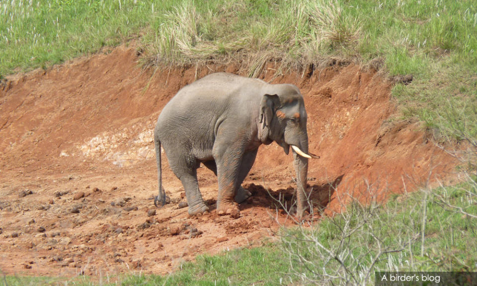 Elephant at a salt lick