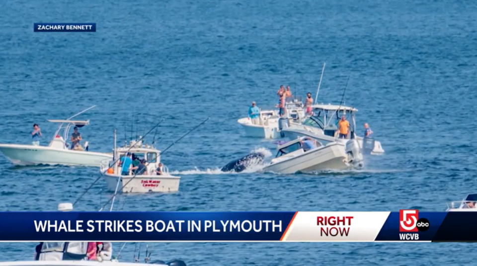 Video footage captured the stunning moment a humpback whale crashed onto the deck of a 19-ft fishing vessel on Sunday (WCVB/video screenshot)