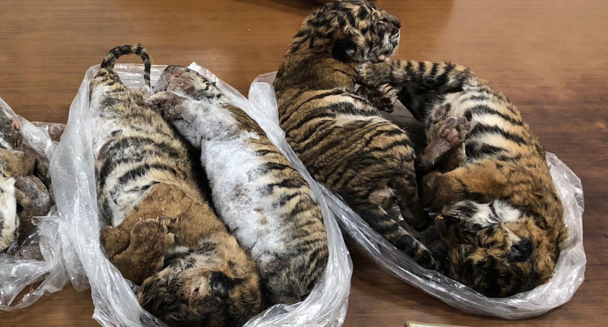 Heartbreaking photo shows tiger cubs in Vietnam frozen so they can be sold  to make glue