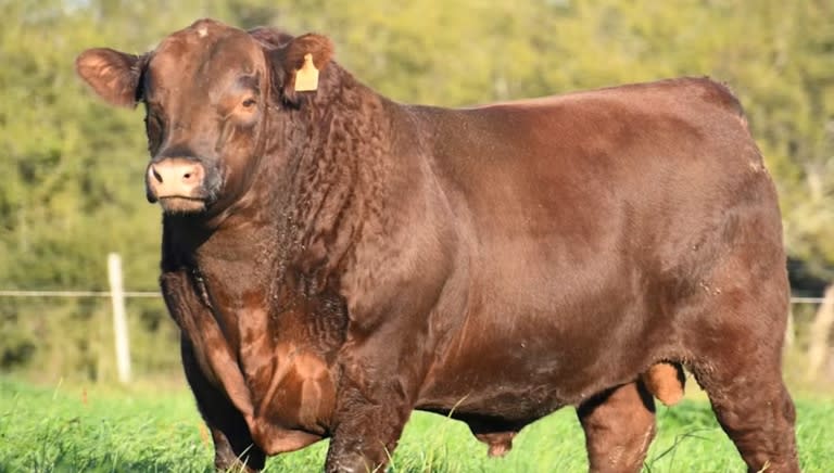 Según la Aduana, el toro Angus, puro de pedigree, propiedad de la firma Ganadera del Villaguay SA iba a ser exportado a un valor FOB menor al precio vendido en remate