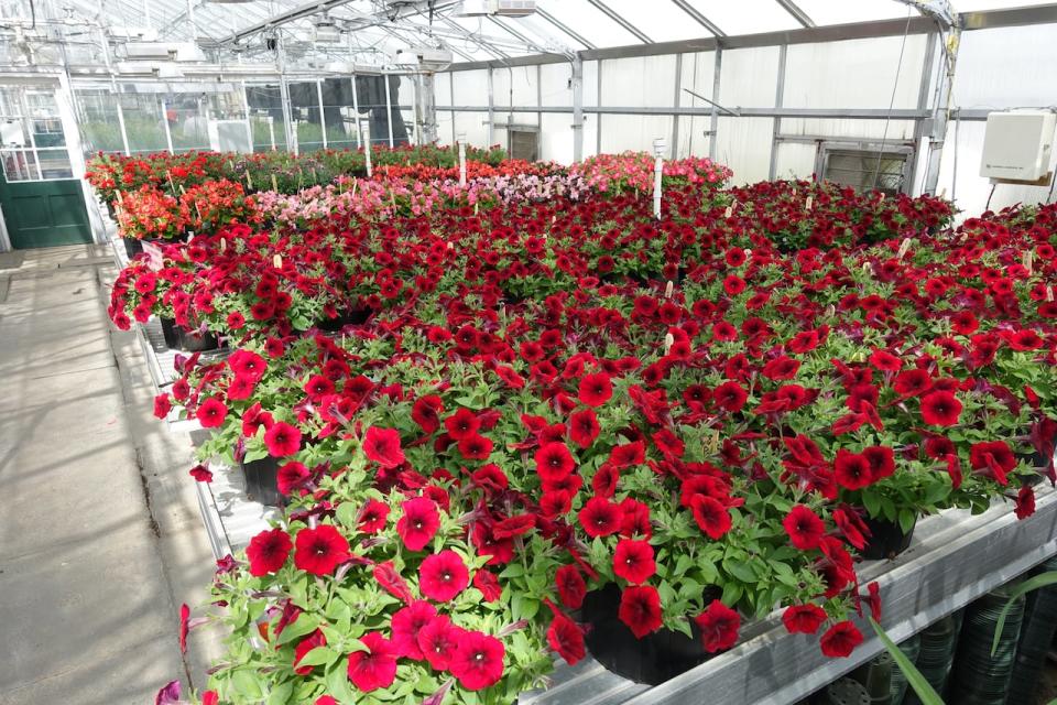 The flowers used in the pollinator trial are being grown in a greenhouse in this undated photo.