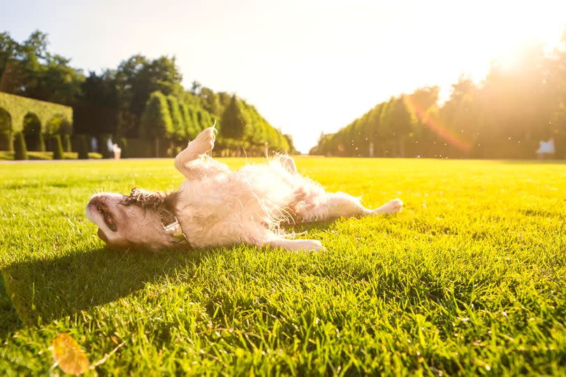 Deutschland, Baden-Württemberg, Hund (Canis lupus familiaris) tollt auf Wiese