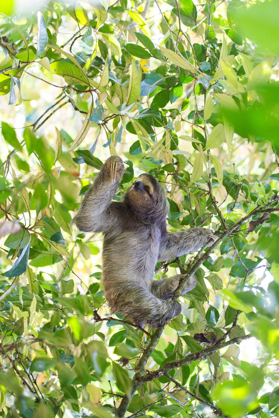 Venture to the Bastimentos National Marine Park and La Amistad International Park to glimpse three-toed pygmy sloths.