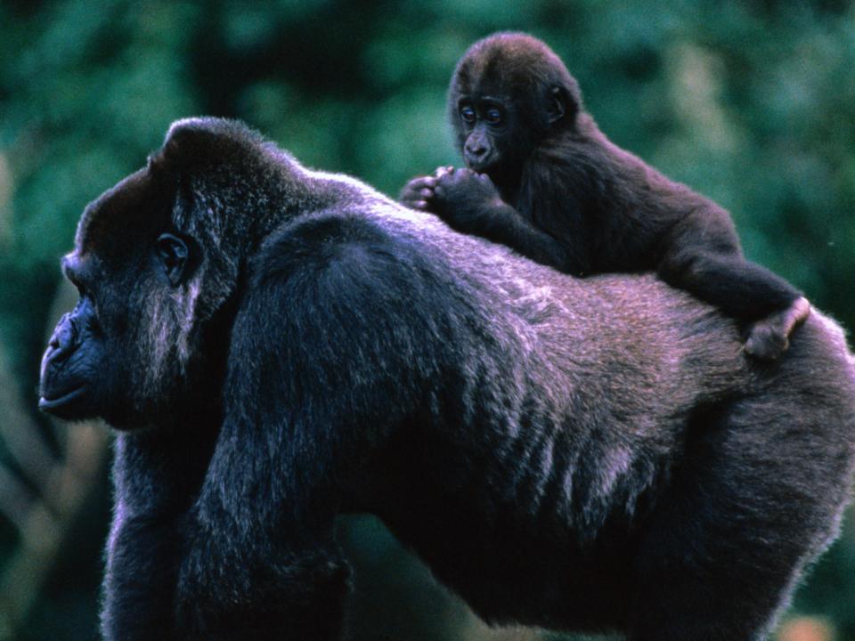 baby gorilla riding on top of mother