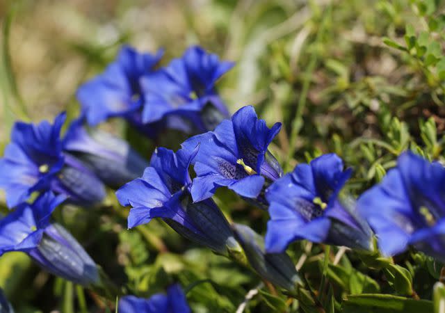 Westend61 / Getty Images Gentiana dahurica blooms dark blue in late summer.