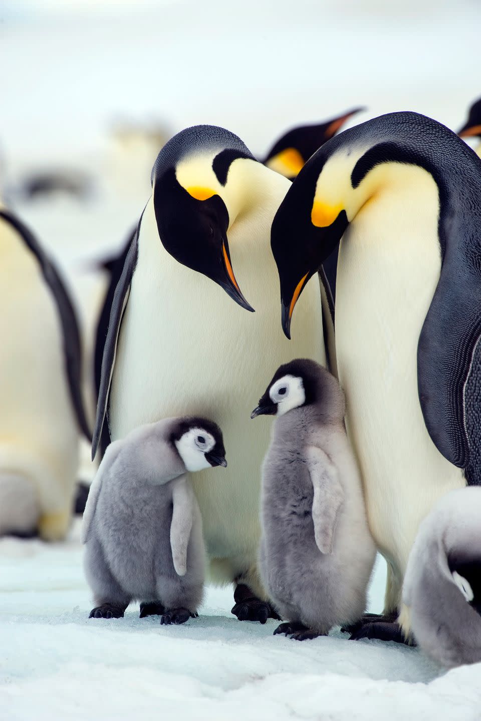 <p>Emperor penguins live in the Arctic, arguably one of the cruelest environments, where it can get below -40 degrees Fahrenheit on the regular. They inhabit the ice and ocean that surrounds them, and have become experts at surviving. They dive up to 1,755 feet for food in water that’s well below freezing.</p>