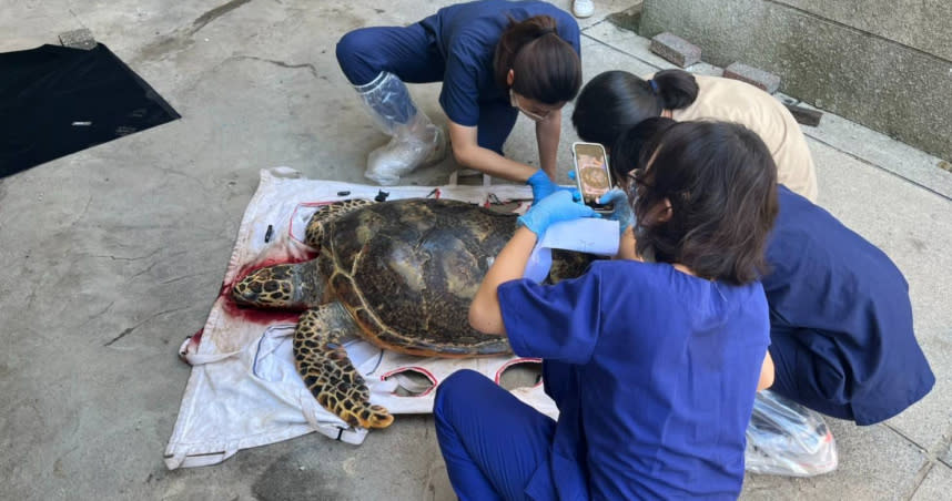 全台唯一圈養海龜猝死。（圖／澎湖縣府農漁局提供，下同）