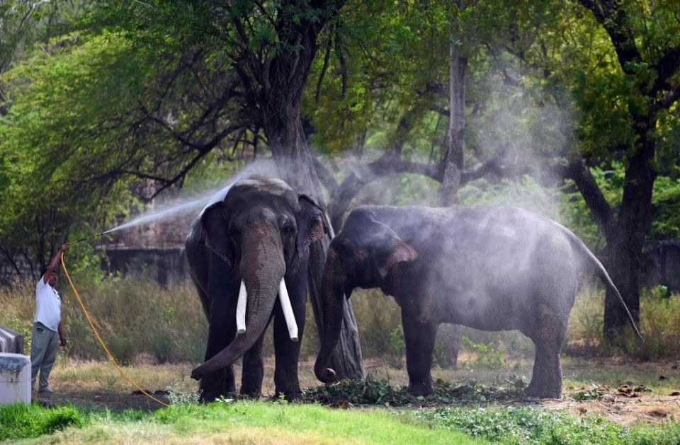  Indian elephant takes a water shower to beat the heat in an enclosure at Zoological Park on May 20, 2024 in New Delhi, India. 