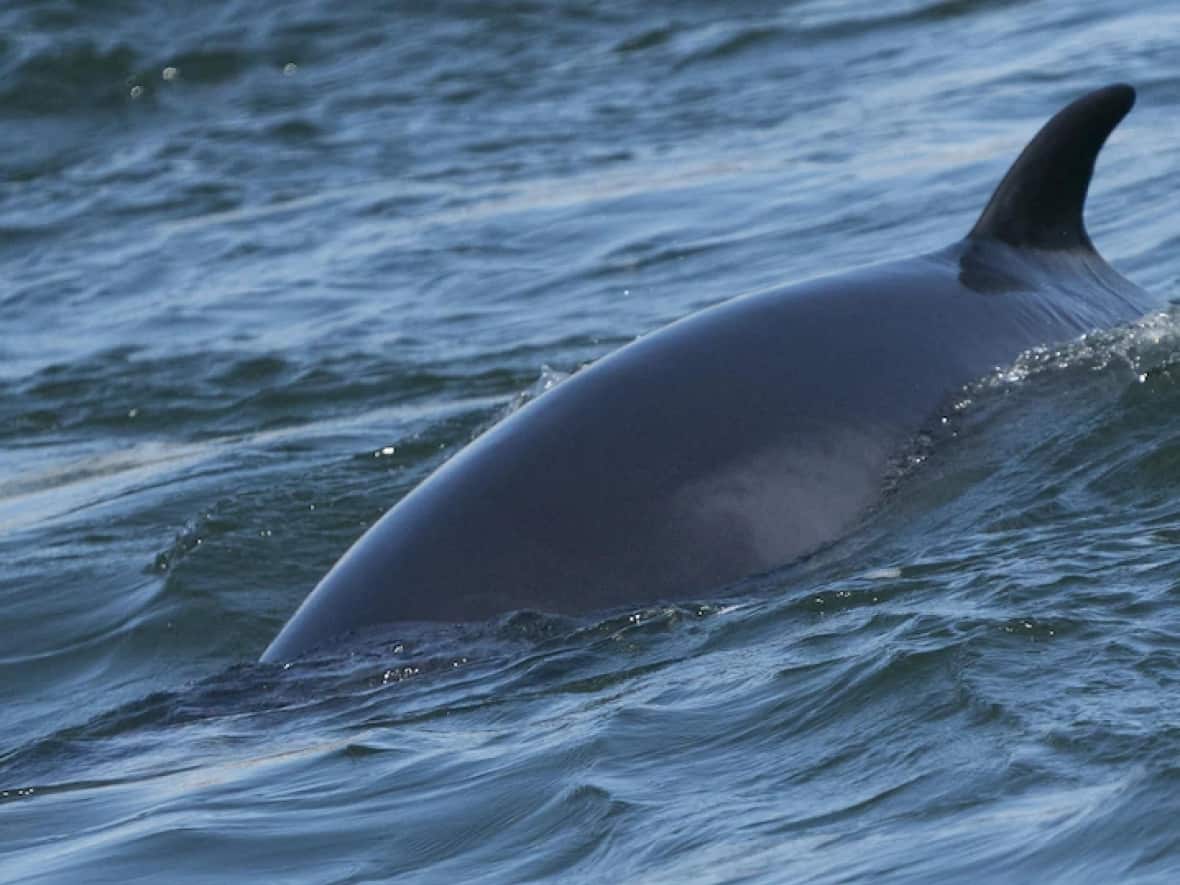 Montrealers were out watching two whales in the St. Lawrence River earlier this month, but at least one may be dead. It is still up to experts to determine if it is one of the two. (Ivanoh Demers/Radio-Canada - image credit)