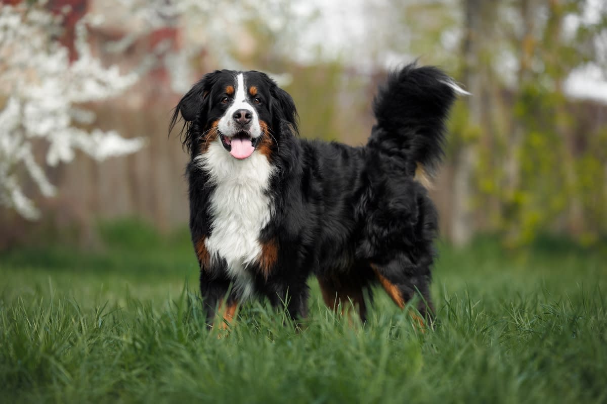 A happy Bernese Mountain Dog standing in the grass<p>otsphoto via Shutterstock</p>