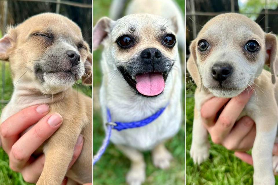 <p>SARA</p> Pug-mix mom and two of her eight puppies