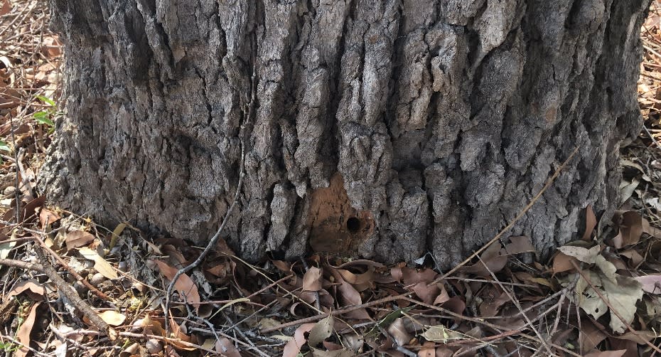 Holes were drilled at the base of the tree, to inject the poison. Source: Lismore City Council