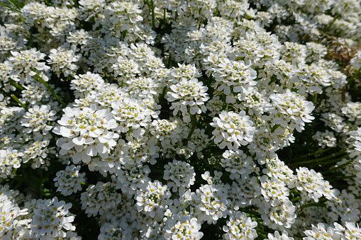 white flowers white flower names