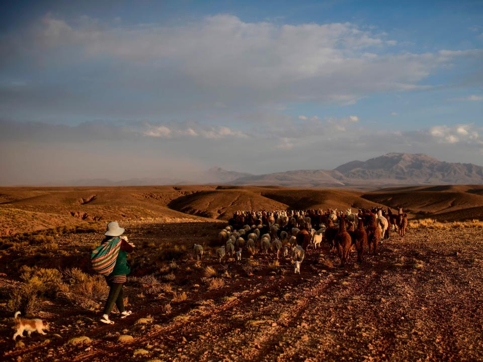 A shepherd is seen with her herd of llamas in Tolapampa, department of Potosi, Bolivia