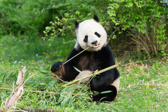 Tian Tian is one of two male pandas that contributed sperm for Mei Xiang's artificial insemination.