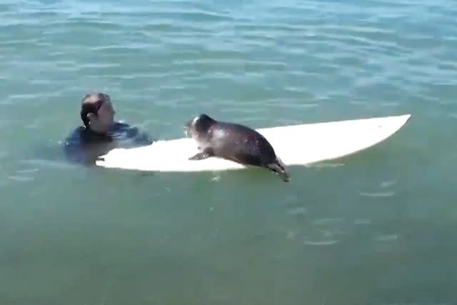 <p>SWNS</p> Seal pup on surfer's surfboard in waters outside San Diego, California